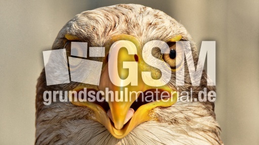 Weißkopf-Seeadler (20).jpg